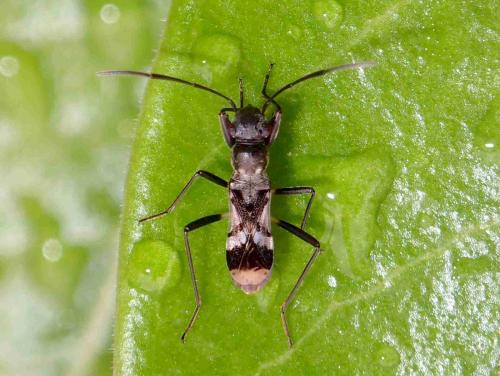 Rhyparochrominae